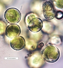 Apatococcus lobatus
