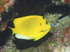 Apolemichthys trimaculatus