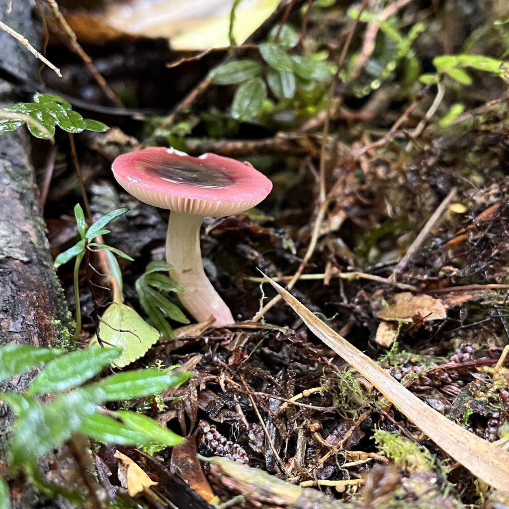 Russula nothofaginea · April 2024 · photo: © cristianriquelme (iNaturalist, cc-by)