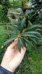 Podocarpus oleifolius