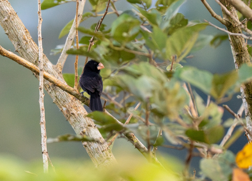 Nicaraguan Seed Finch (Sporophila nuttingi), photo 8