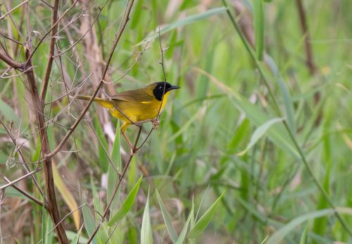 Olive-crowned Yellowthroat (Geothlypis semiflava), photo 9