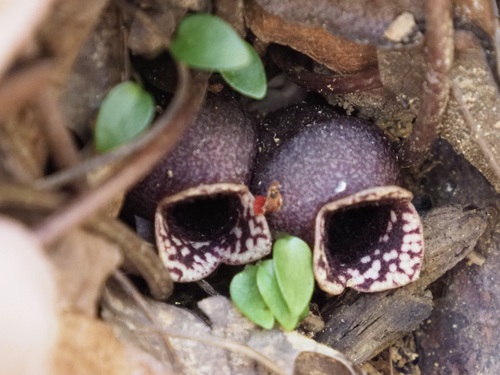 Hexastylis rhombiformis Gaddy