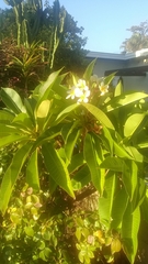 Plumeria