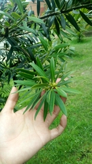 Podocarpus oleifolius