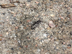 Cicindela tranquebarica kirbyi