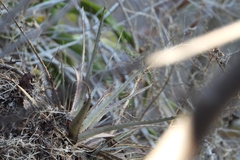 None known (Hechtia pedicellata)