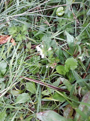 Heracleum sphondylium