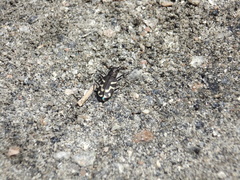 Cicindela tranquebarica kirbyi