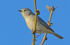 Lucy's Warbler photo 1