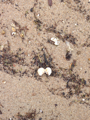 Laevicardium mortoni