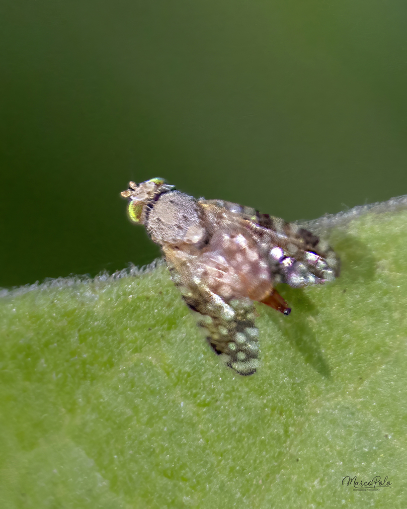 Sourbush Seed Fly from Culiacán, Sin., México on April 5, 2024 at 10:18 ...