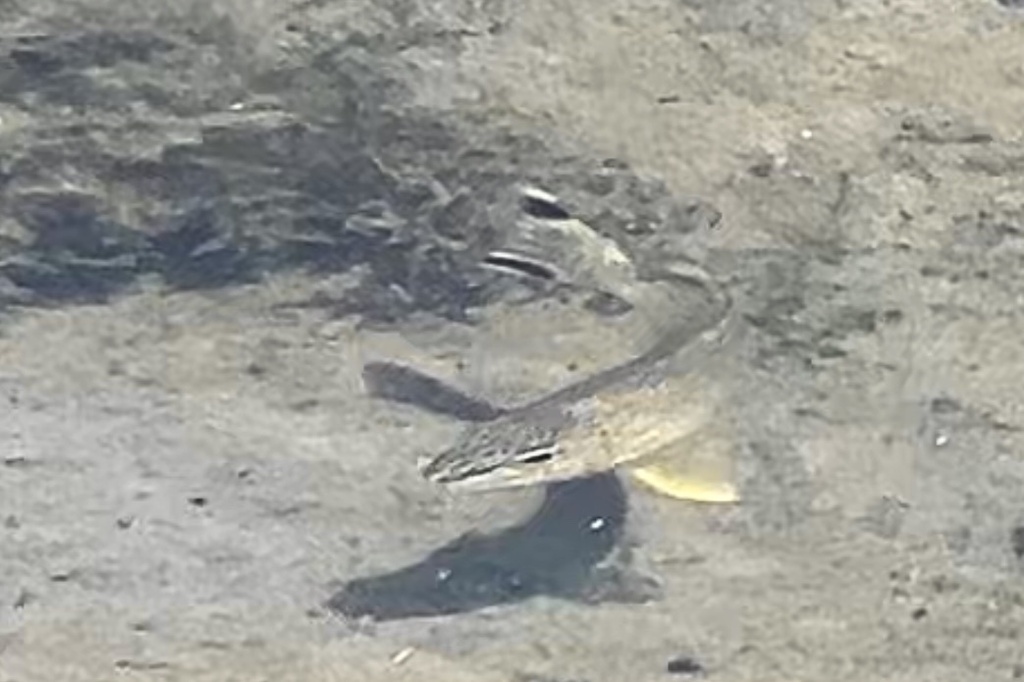 Yellowtail Grunter From Bowling Green Bay National Park Cape Cleveland jb-image-351017-asiachan-kpop-image-board