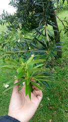 Podocarpus oleifolius