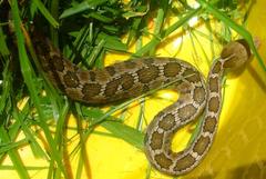 Crotalus ravus