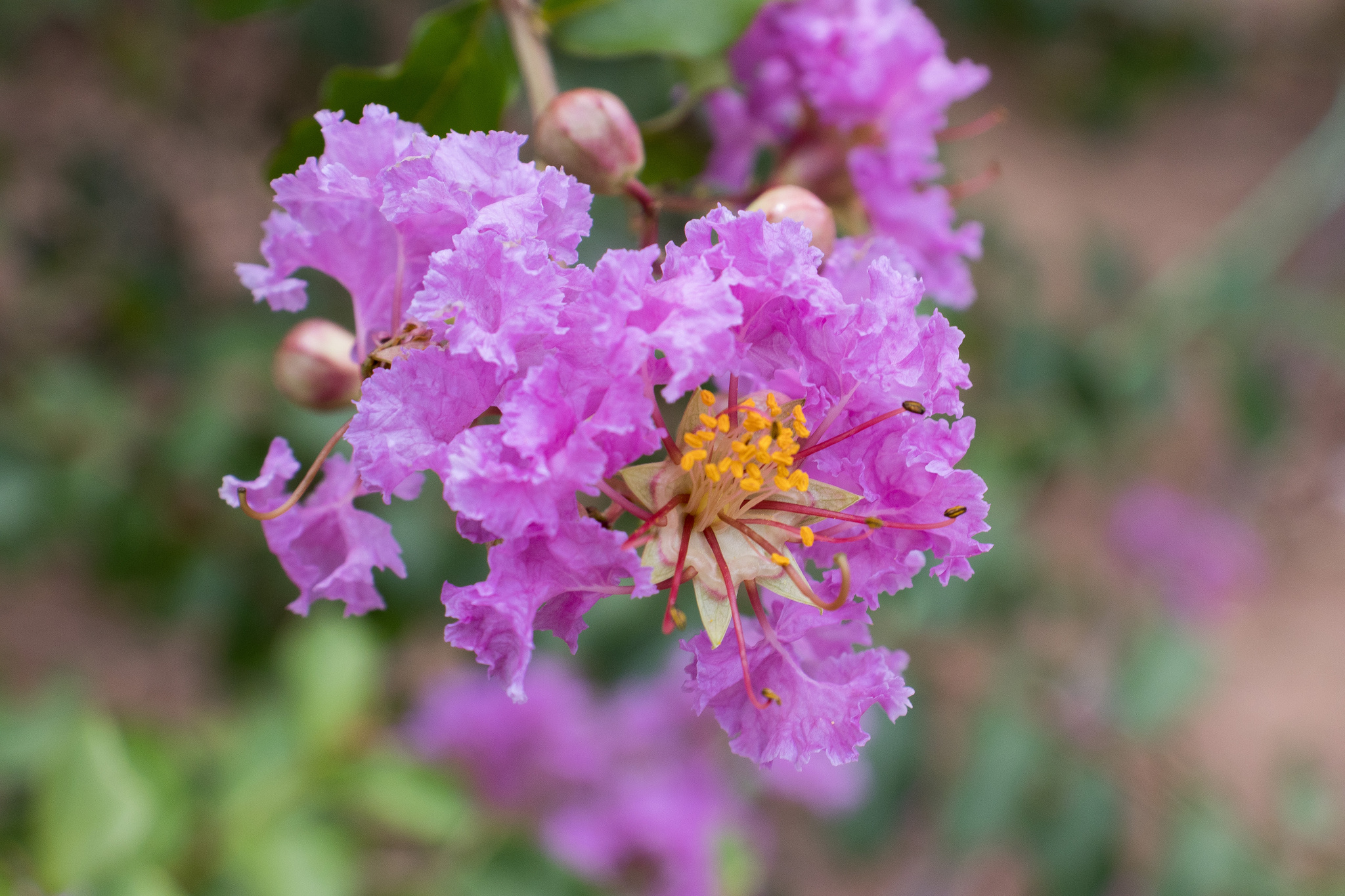Lagerstroemia indica
