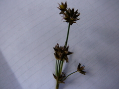 Juncus xiphioides