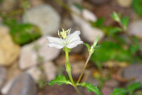 Image of Oenothera kunthiana by (c) Michelle W. （鍾偉瑋）, some rights reserved (CC BY)