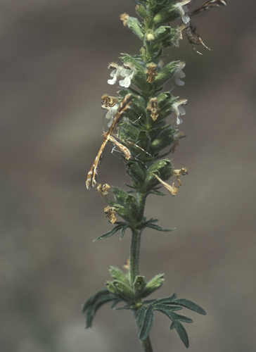 Capperia trichodactyla