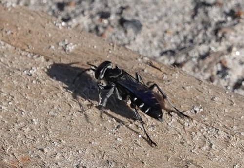 Crabronid wasp photo 2