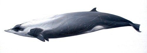 Strap-toothed Whale