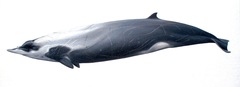 Strap-Toothed Whale photo 1