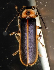 Podabrus basillaris