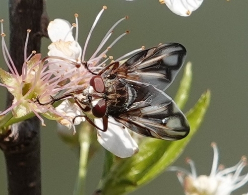Phasia fenestrata