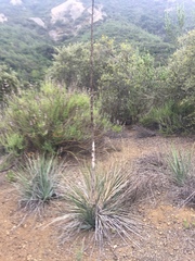 Hesperoyucca