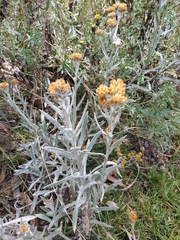 Achyrocline saturejoides