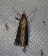 Carectocultus perstrialis