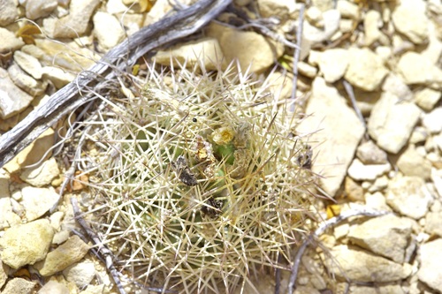 Sclerocactus warnockii