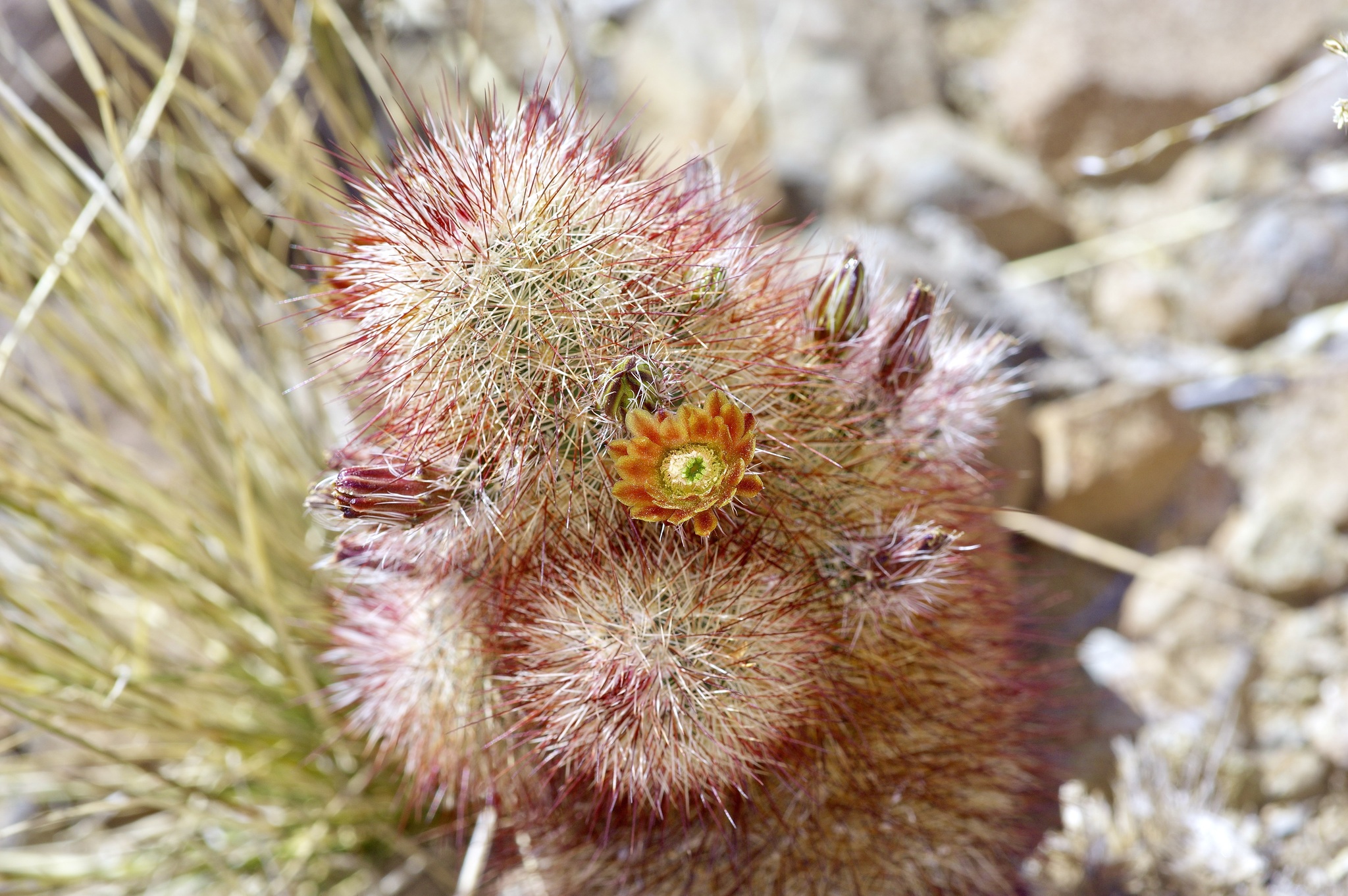 Echinocereus russanthus russanthus