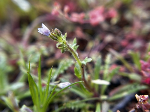 southwestern gilia (Gilia austrooccidentalis)