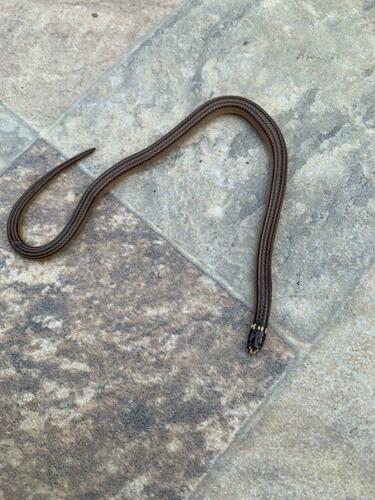 Raddi's Lizard-eating Snake