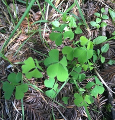 Oxalis suksdorfii
