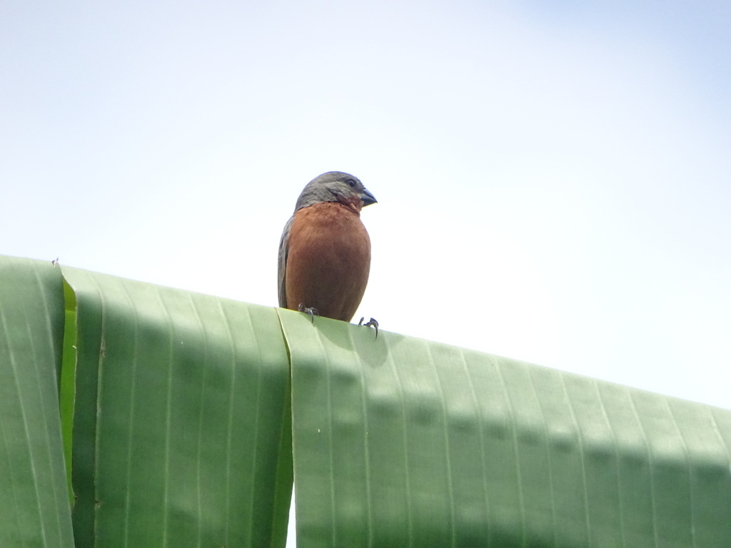 Ruddy-breasted Seedeater