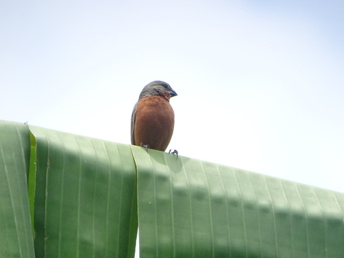 Ruddy-breasted Seedeater