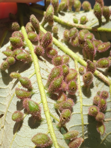 Xantheurytoma