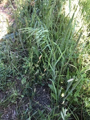 Bromus japonicus