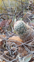 Escobaria chihuahuensis
