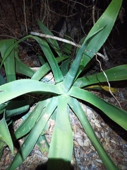 Agave kewensis