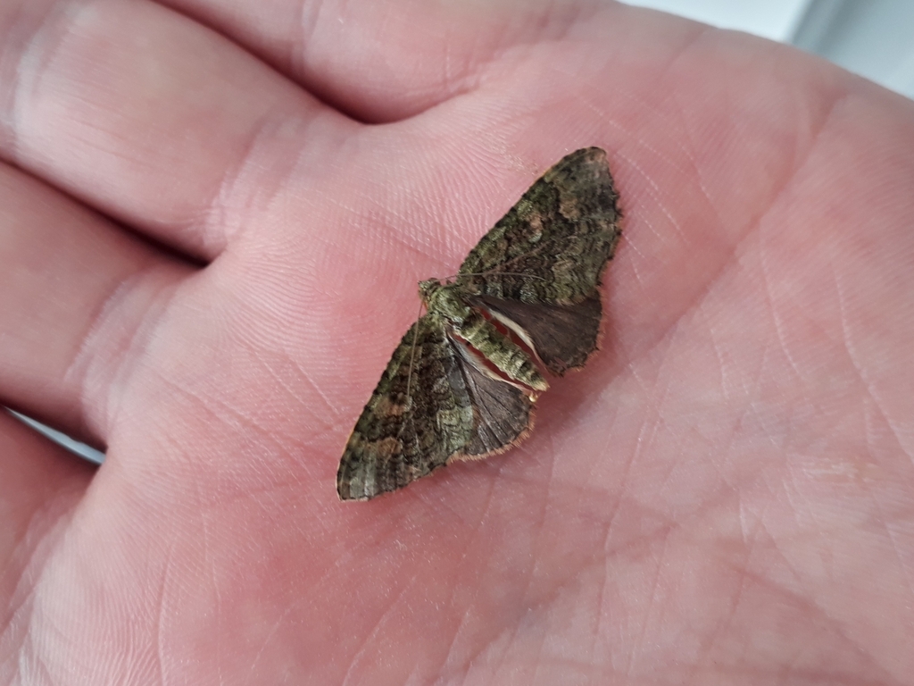 Carpet Moths from Centro, Osório - RS, 95520-000, Brasil on November 12 ...