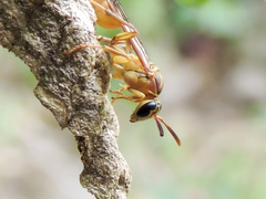 Mischocyttarus angulatus