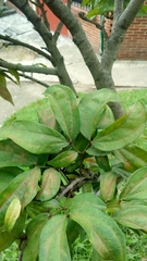 Calliandra haematocephala