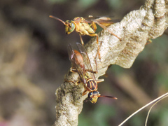 Mischocyttarus angulatus