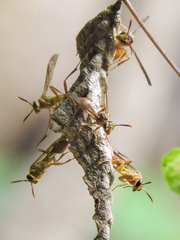 Mischocyttarus angulatus