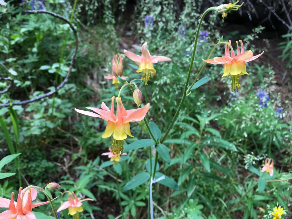Aquilegia × miniana