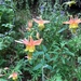 Aquilegia × miniana - Photo (c) Mannfred Masahiro, some rights reserved (CC BY-NC), uploaded by Mannfred Masahiro