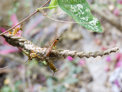 Mischocyttarus angulatus